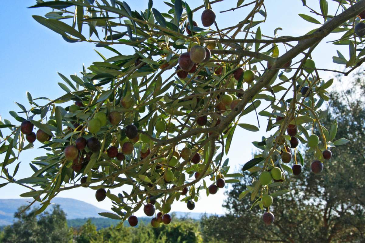 Olive tree in autumn